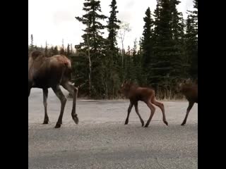 elk family on an evening walk in denali national park, alaska