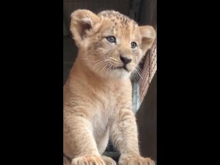 have you ever heard lion cubs meow?
