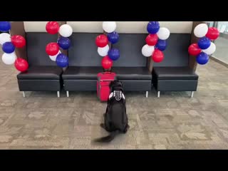 this service dog spent his entire life searching for explosives in his luggage. this is his last suitcase before retiring